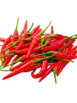 Red Bird Eye Chilli