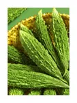 Flesh Karella (Bitter Gourd)