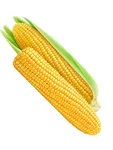 Sweet corns