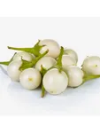 White Eggplant