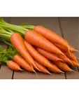 Carrot