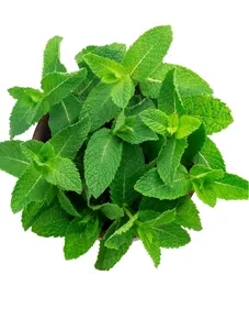 Mint (Mante) - Bunch