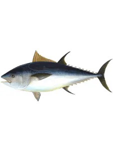 Tuna Fish/ Kg
