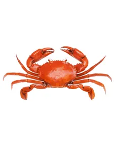 Crabs/ Kg