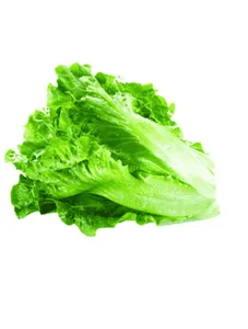 Fresh Lettuce - a bunch