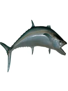 King Fish/ Kg