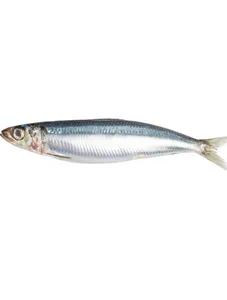 Sardine Fish/ Kg