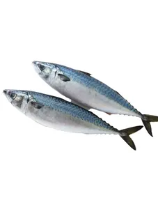 Mackerel/ Thomson per Kg