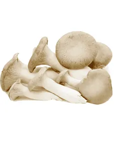 Oyster Mushroom - 1kg