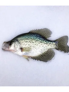 King Fish - 1 Kg