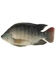 Nile Perch/ Capitine Fish Fillet (6 Kg)