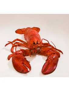 Lobster/kg