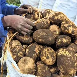 Fresh Irish Potatoes (Kinigi Grade 1) - 1 Kg