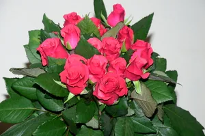 Red Taccazi Cut Rose - 20 stems (wrapped)