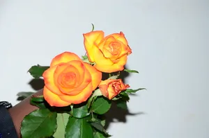 High & Magic Cut Rose Flower - 20 stems (wrapped)