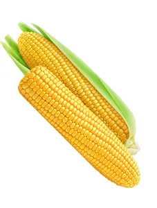 Sweet corns