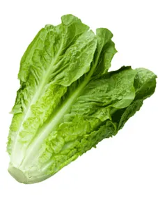 Lettuce Romaine - 1kg