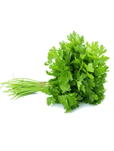 Coriander