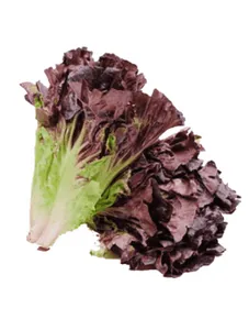Red Romaine - 1kg