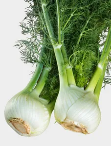 Fennel - bunch