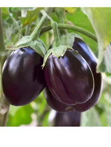 Purple Eggplant - 1kg