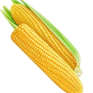 Fresh Maize - 1 piece