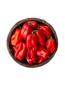 Red Habanero