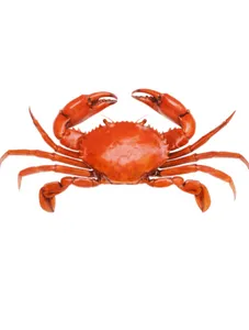 Crabs/ Kg