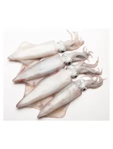 Squid/ Calamari