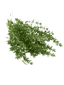 Thyme