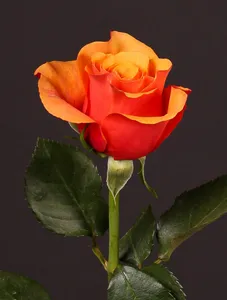 Patz Roses - 20 stems (wrapped)