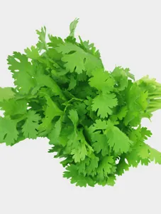 Fresh Coriander Leaves / bunch