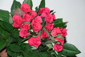 Red Furiosa Cut Roses - 20 stems (wrapped)