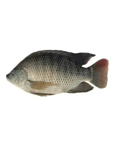 Nile Perch/ Capitine Fish Fillet - 6 Kg