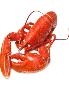 Lobster/ Kg