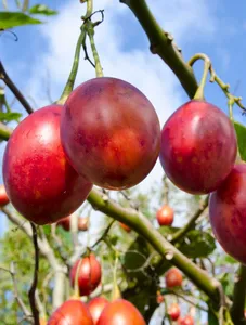 Tree tomatoes local