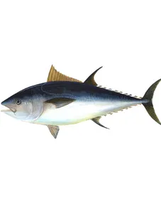 Tuna Fish/ Kg