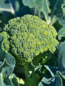 Untrimmed Broccoli - 1kg