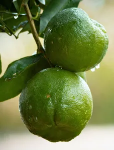 Tropical Green Manandrin Fruit - 1Kg