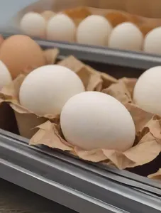 Local eggs /pc