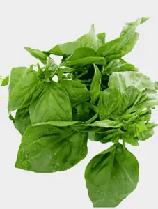 Basil