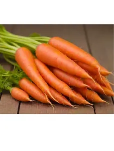 Carrot