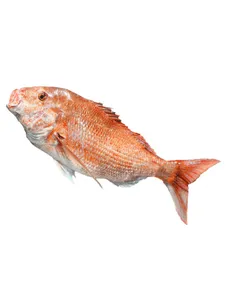 Red Snapper Fish