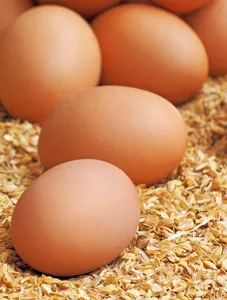 Brown eggs