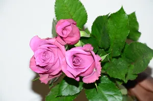 Revival Pink Roses - 20 stems (wrapped)