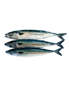 Mackerel/ Thomson per Kg